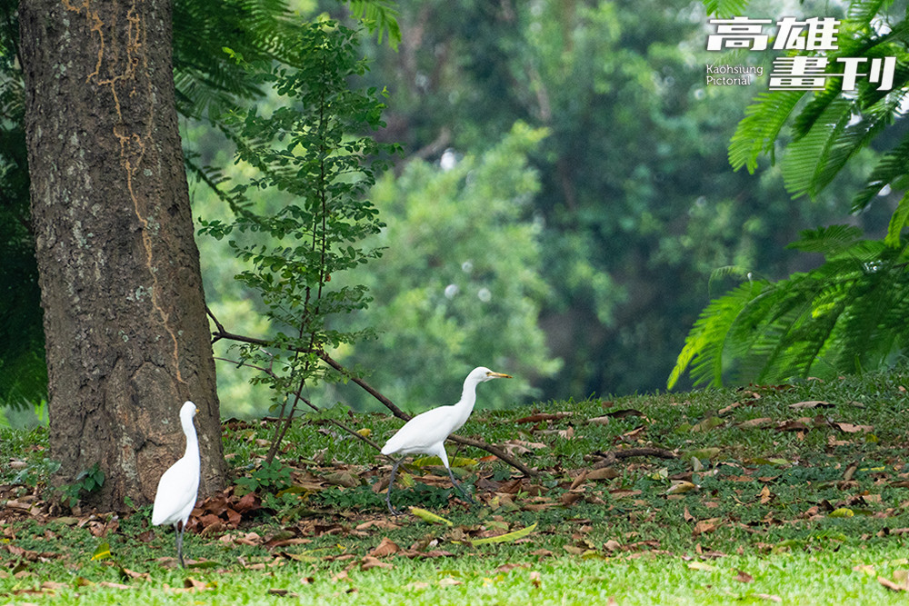 現身於公園內的白鷺鷥，修長的白潔身影，躍然於青綠草木，十分顯眼。(攝影/黃敬文)