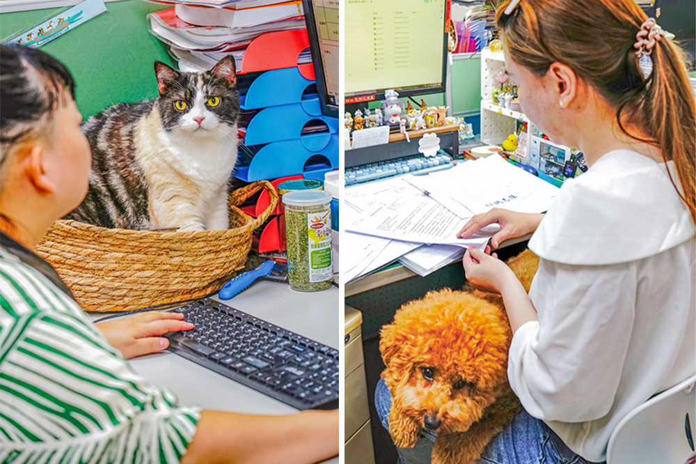 Photos by Tseng Hsin-yao