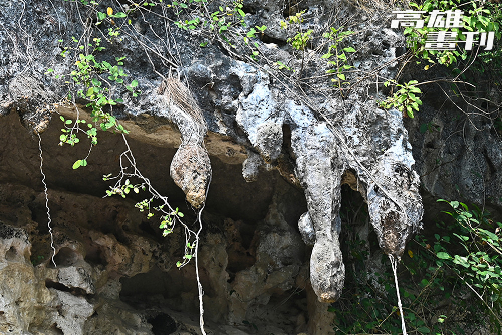 「石母乳」為石灰岩溶蝕沉積形成的鐘乳石，滴水不斷。(攝影/Carter)