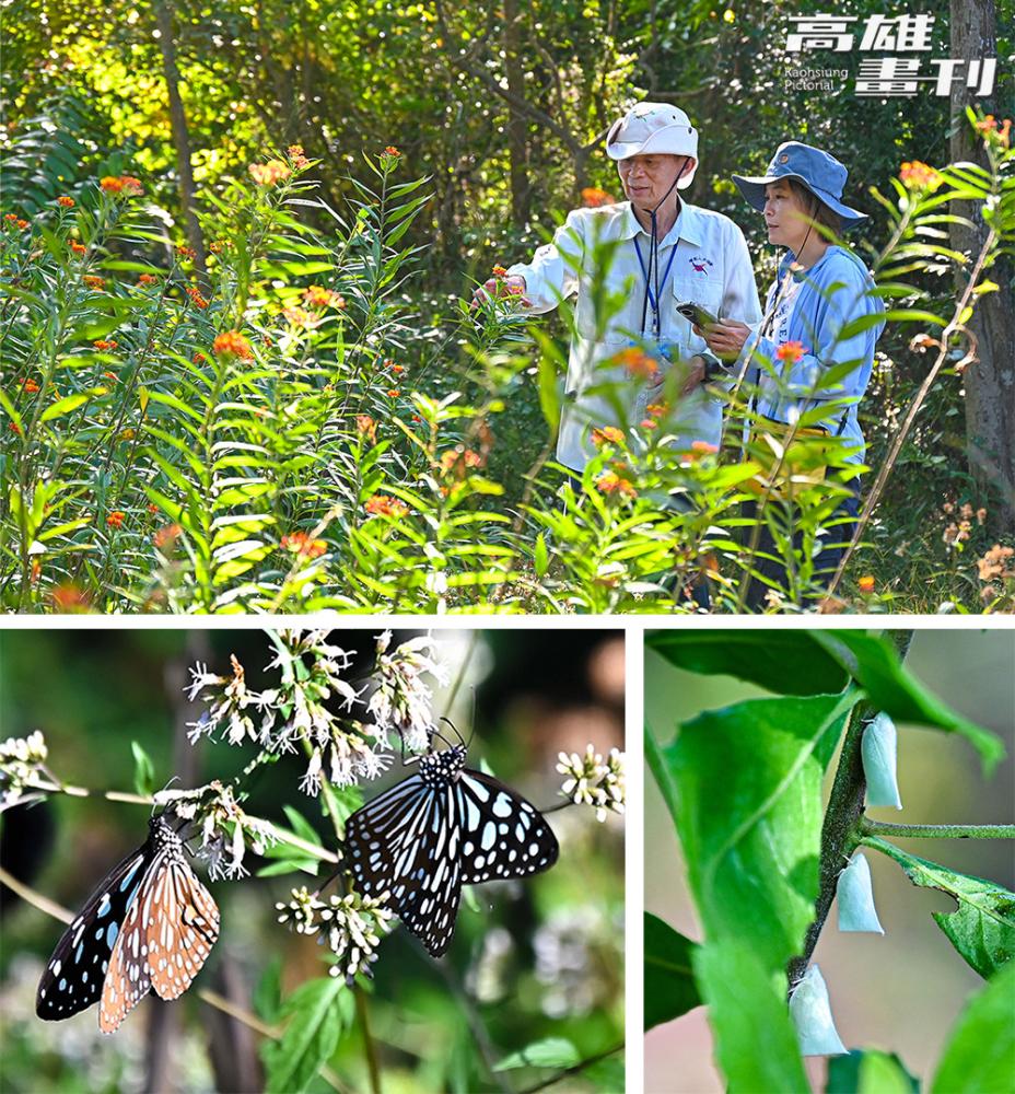 自然保留區內生態豐富，有許多吸引紫斑蝶和青斑蝶的蜜源植物。(攝影/Carter)