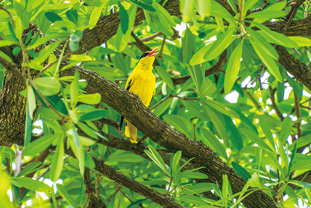 Photo by Huang Jing-wun