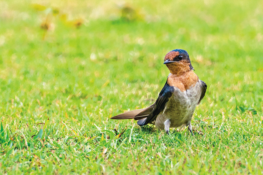 Photo by Huang Jing-wun