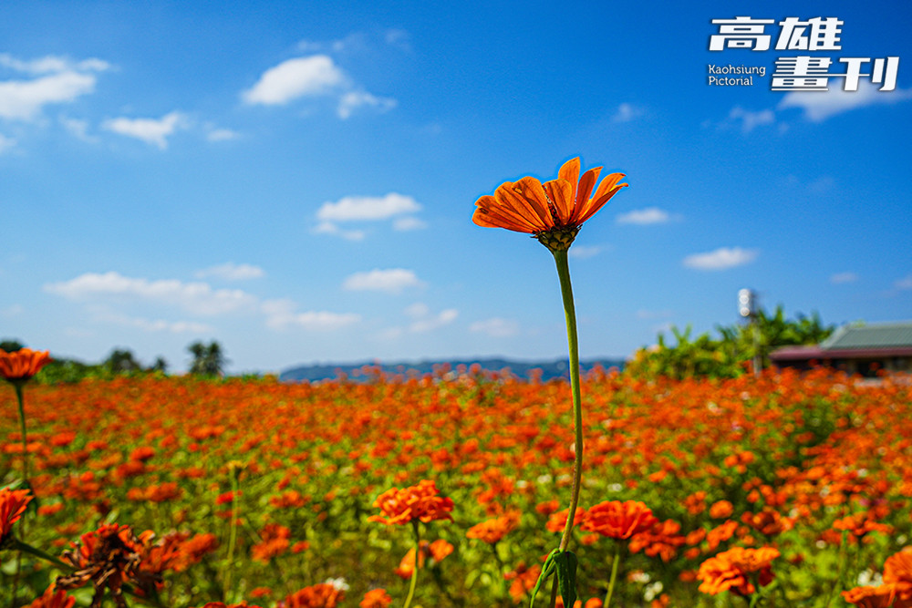 花海不僅是打卡勝地，更是休耕期土地最好的滋養。(攝影/Cindy Lee)