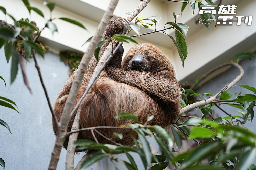 樹懶動作超慢，一分鐘爬不到5公尺，光吃樹葉與睡覺就占了大半天時間。(攝影/Cindy Lee)