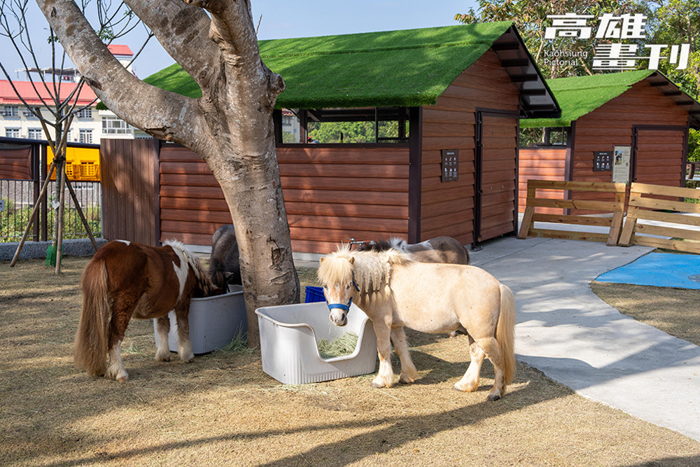 法拉貝拉馬是世界上體型最嬌小的馬種，性情溫馴親人，是園區裡最受歡迎的療癒明星之一。(攝影/黃敬文)