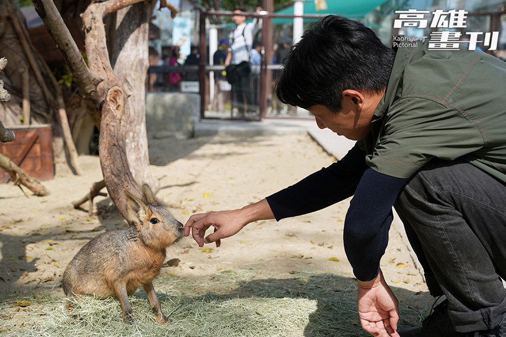 來自阿根廷草原的兔豚，四肢修長、跑得飛快，溫馴又療癒，是小小的奔跑萌星。(攝影/Cindy Lee)