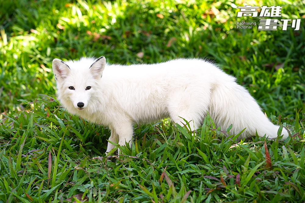 全身銀白如雪的白狐身手敏捷，擅長在林間與雪地中隱匿身形。 (攝影/Cindy Lee)