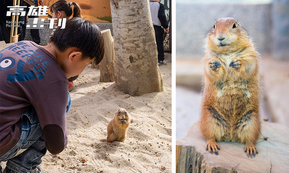 狐獴、水豚、黑尾土撥鼠、瓦萊黑鼻羊（笑笑羊）都是最受小朋友喜愛的動物明星，圖為黑尾土撥鼠。(攝影/黃敬文)