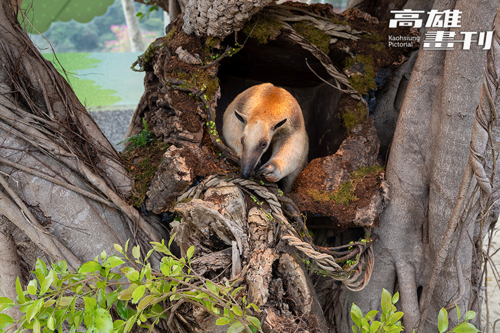 從樹洞裡探出小腦袋，小食蟻獸在綠意環抱中悠然現身，展現野生動物最自然的一刻。(攝影/黃敬文)