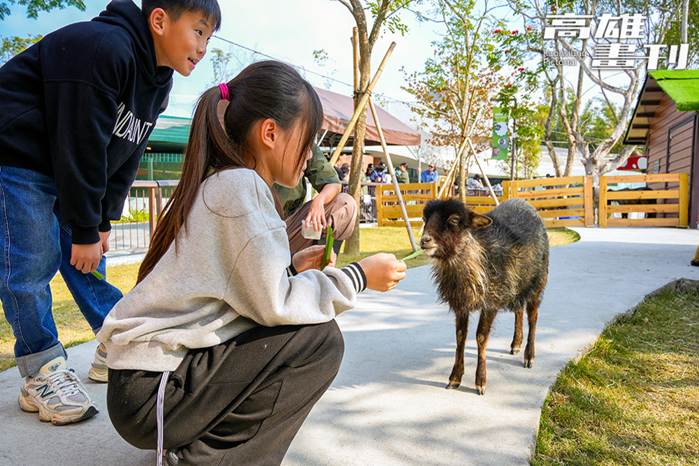 遊客能以自然、溫柔、安全的方式，與動物近距離互動，圖為泰迪羊。(攝影/Cindy Lee)