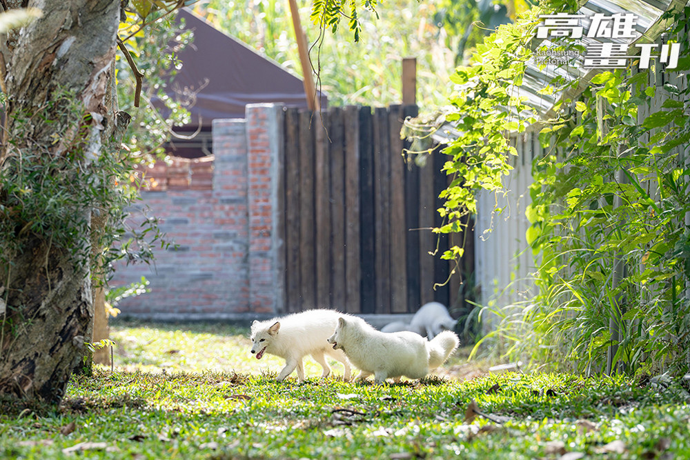 白狐自在穿梭其間，野森動物學校「狐狸谷」以自然地形打造開放棲地，讓人近距離觀察狐狸的日常樣貌。 (攝影/黃敬文)