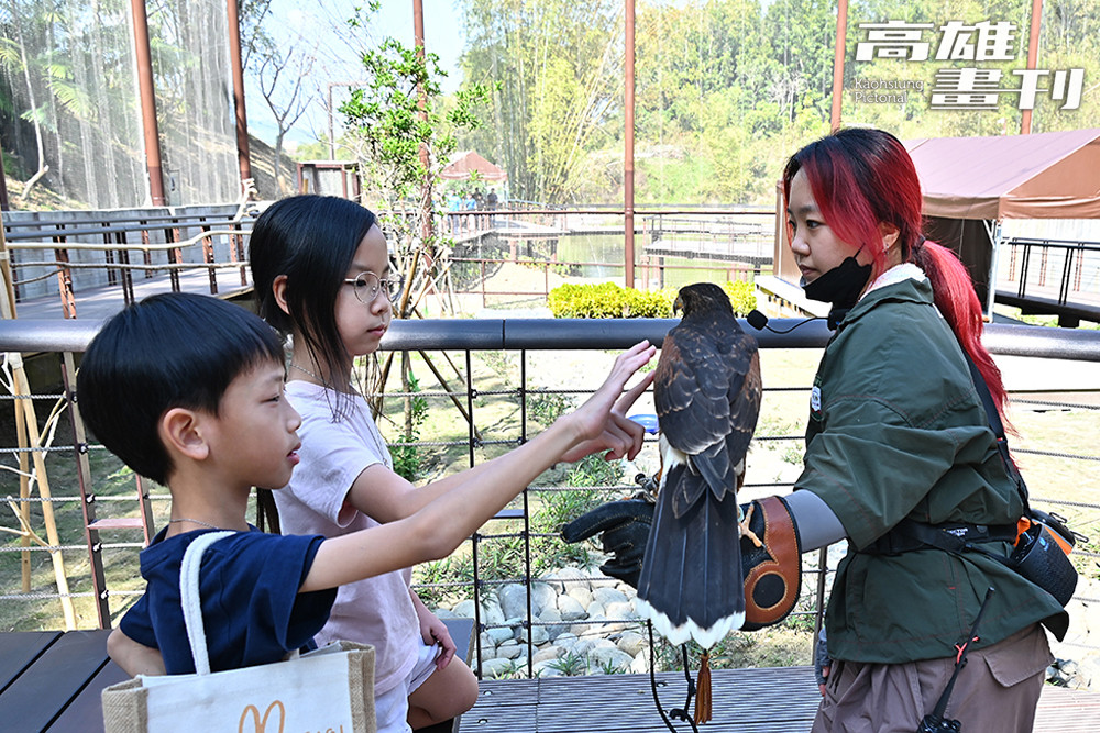 輕撫哈里斯鷹，感受羽毛的柔順與力量，零距離體驗猛禽的迷人氣場。(攝影/Carter)