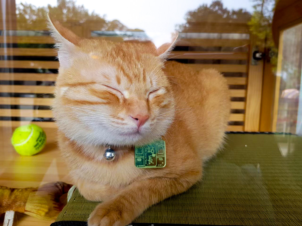 2020年9月蜜柑站長加入高雄捷運大家庭，在R22A橋頭糖廠站賣萌——喔，不，是上班就職！（圖片提供/高雄捷運公司）