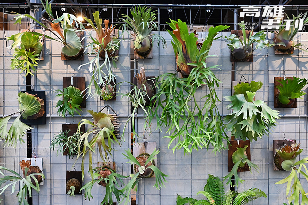 利用高雄充足陽光與適宜氣候進行的栽培，冬天亦不需額外加溫設備，體現品牌與自然環境和諧共生的永續理念。(攝影/Carter)