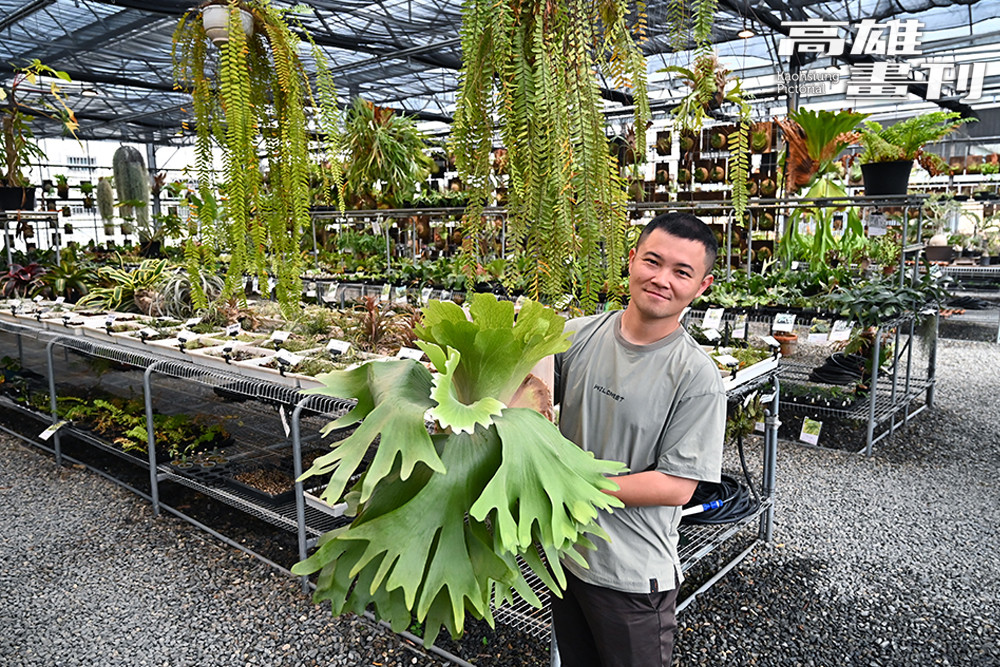 「阿金的便秘花園」位於高雄湖內，牆面掛滿型態各異的鹿角蕨，如同走入一座小森林。(攝影/Carter)