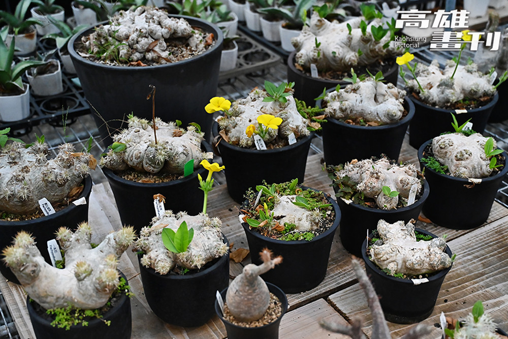 園區內除了鹿角蕨外，亦有販售塊根植物及觀葉植物，採取多元經營。(攝影/Carter)