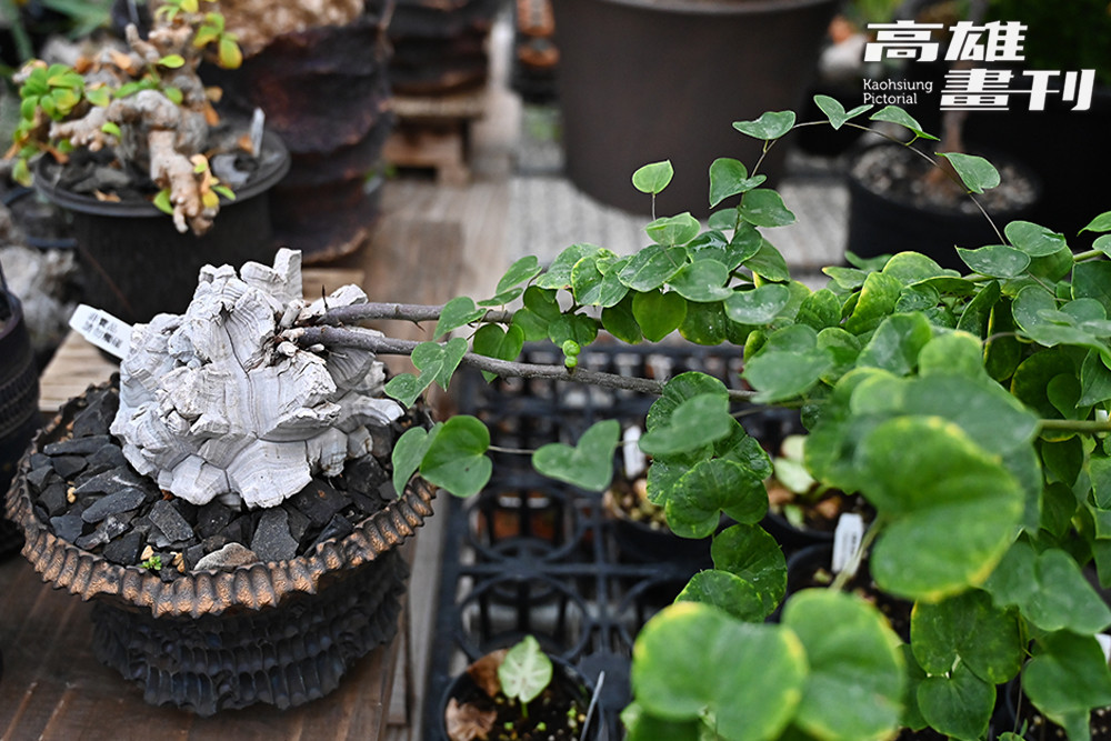 園區內除了鹿角蕨外，亦有販售塊根植物及觀葉植物，採取多元經營。(攝影/Carter)