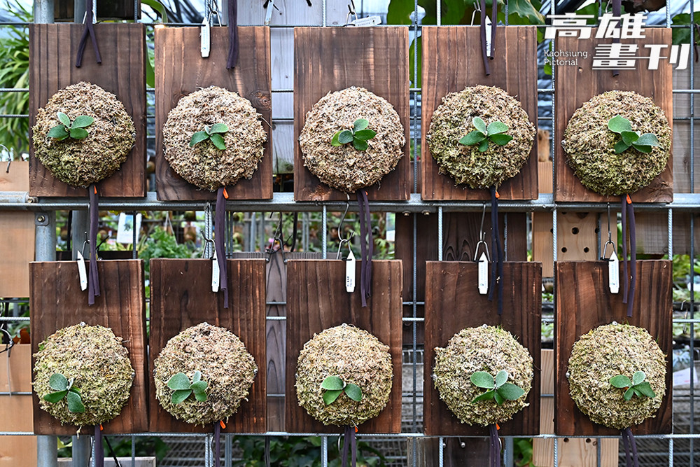 園區內也展示高價珍稀鹿角蕨品種，其獨特的葉態具備極高收藏價值。(攝影/Carter)