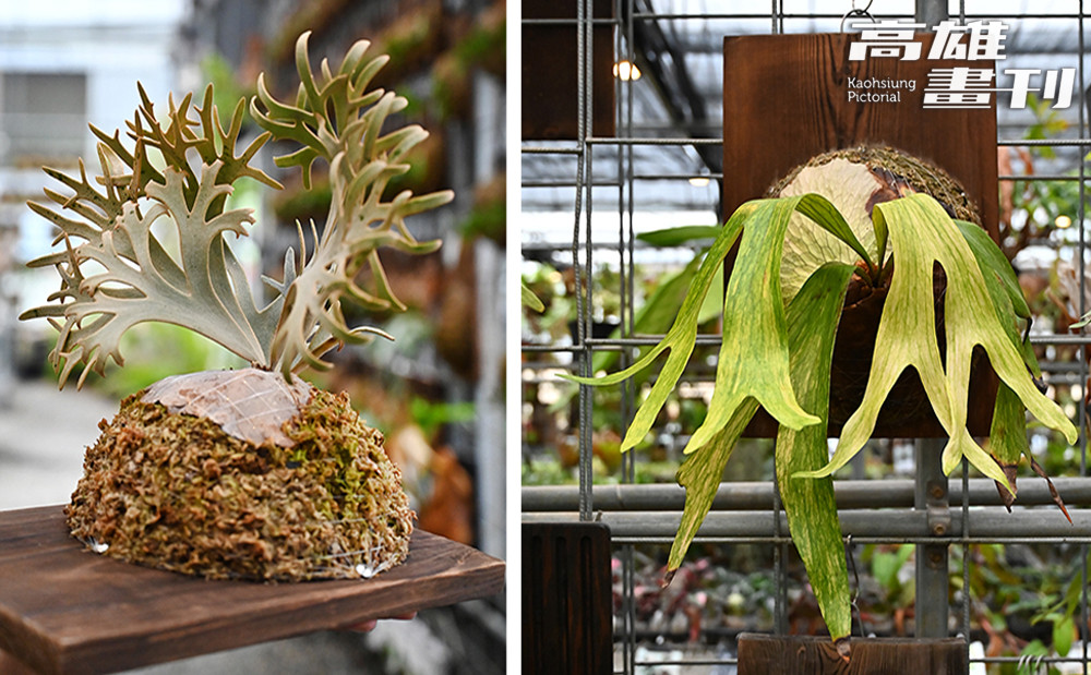 園區內也展示高價珍稀鹿角蕨品種，其獨特的葉態具備極高收藏價值。(攝影/Carter)
