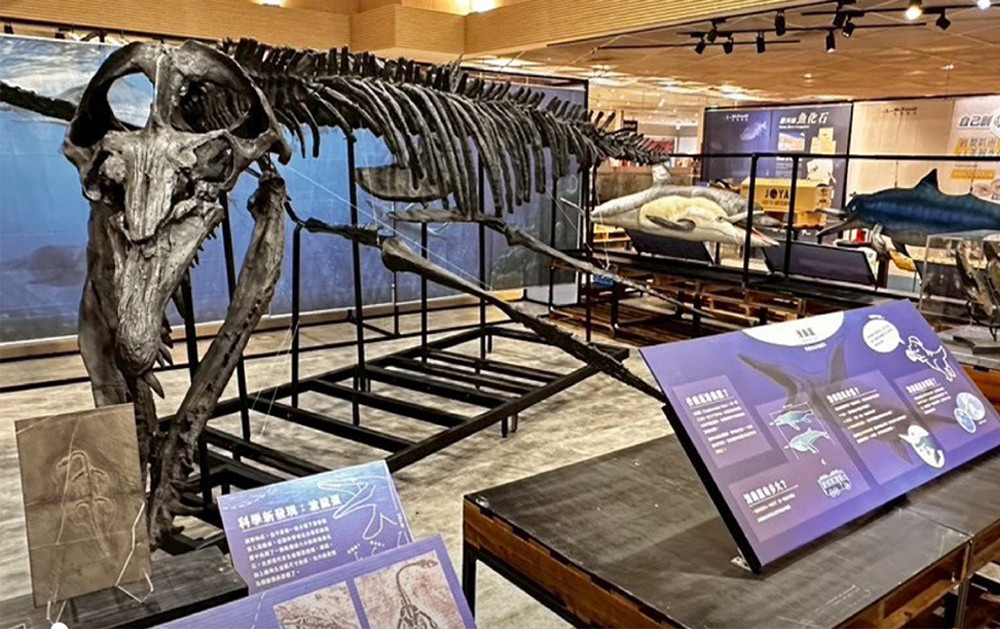 六公尺長的滑齒龍化石標本。(圖片提供/高雄市政府教育局)