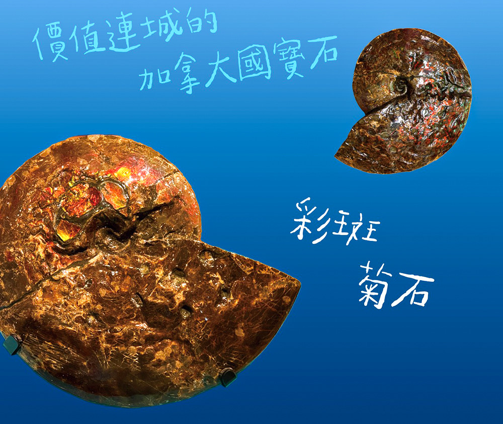 珍貴的彩斑菊石化石標本。(圖片提供/高雄市政府教育局)