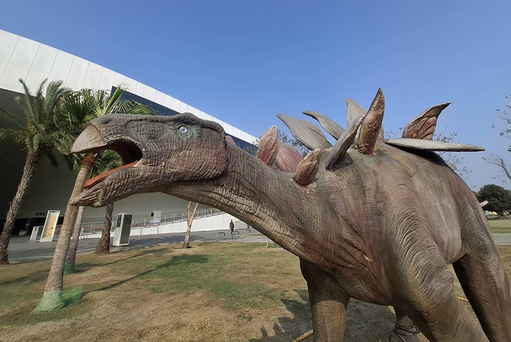 劍龍的背部有兩排巨大的交替骨板。(圖片提供/高雄市政府教育局)