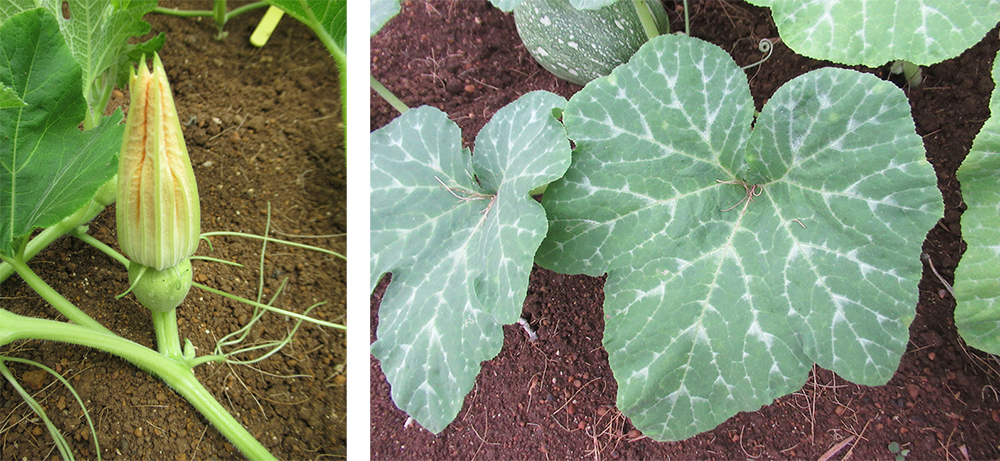 (左)高雄2號最佳的播種季節是2月到4月中旬，適合春作。(右)南瓜葉子呈五角狀心形，葉脈間有白斑。(照片提供/施純堅前分場長)