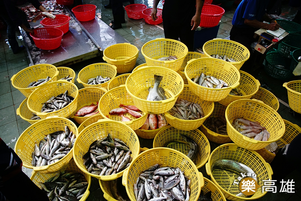 蚵仔寮魚市場最大特色就在於「現撈仔」。（攝影/曾信耀）