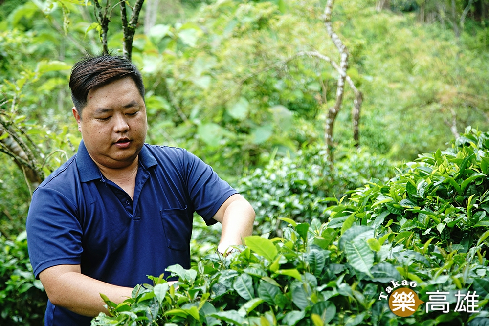 詹帛勳出身茶農世家，美濃龍肚已有六代人製茶。（攝影/曾信耀）