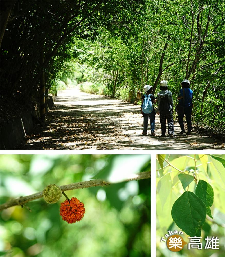 十八羅漢山自然保護區植物林相生態豐富。（攝影/曾信耀）