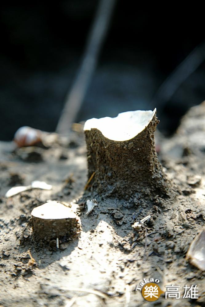 土指是一種細小指狀突起，通常頂上有一顆石粒或樹葉覆蓋，靠這粒小石保護石部泥土，抵抗雨滴的打擊。 （攝影/曾信耀）