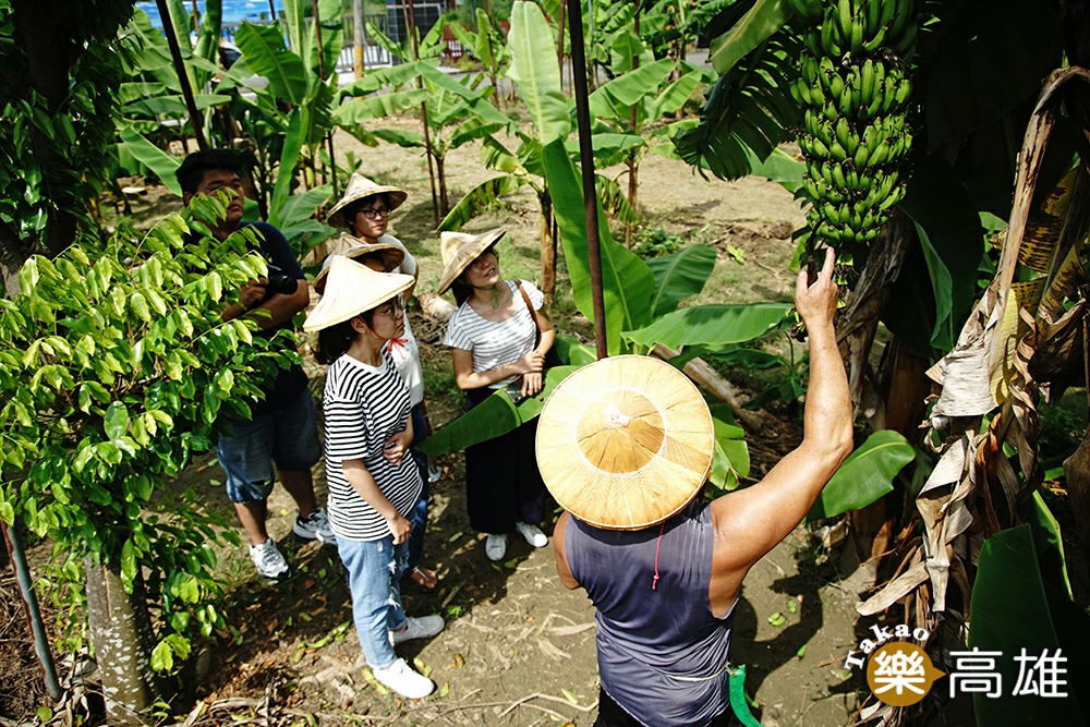 戴上斗笠走進香蕉園，認識香蕉的一生和旗山的故事。（攝影/曾信耀）