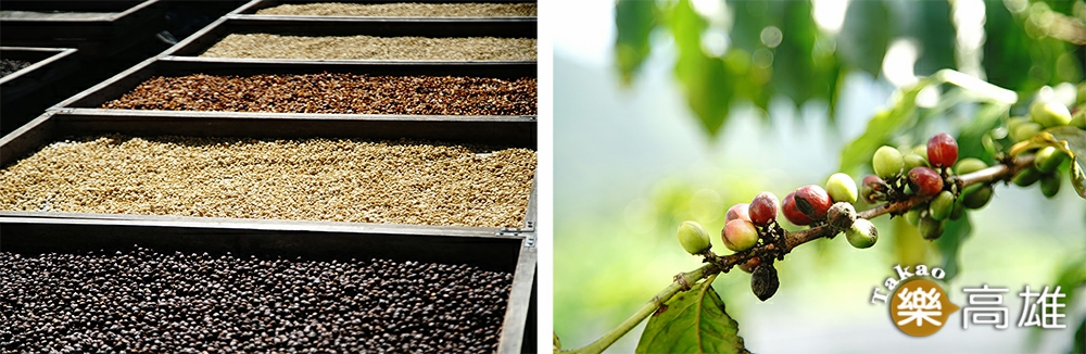 咖啡採收期從九月到翌年二月，陽光下的蜜處理、日曬豆、水洗豆呈現不同風貌。（攝影/曾信耀）