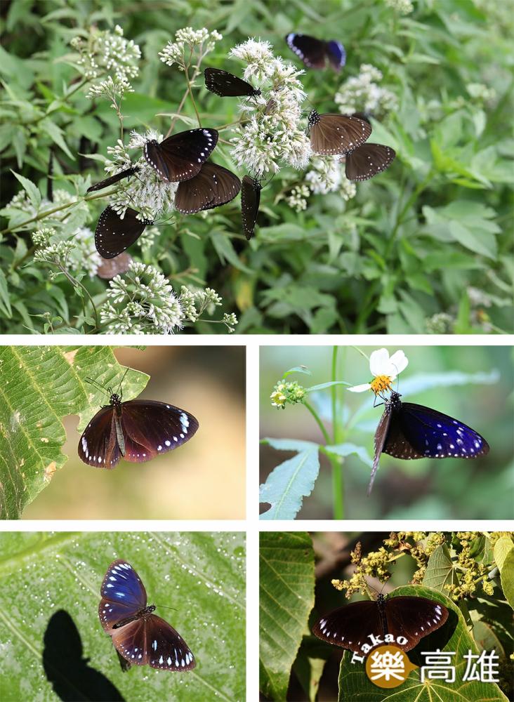每年十一月至翌年三月，來茂林欣賞美麗的紫斑蝶。(照片提供/台灣紫斑蝶生態保育協會)