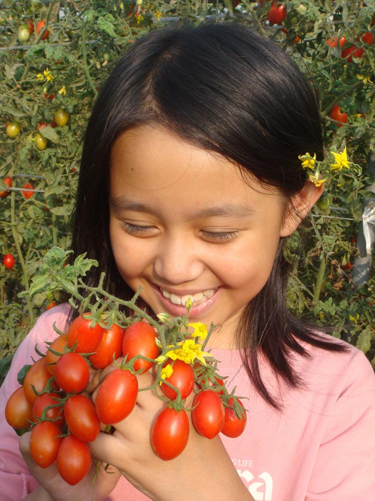 路竹番茄文化節於12月12、13日登場，歡迎大家來「番喜童樂會」。（照片提供/路竹區公所）