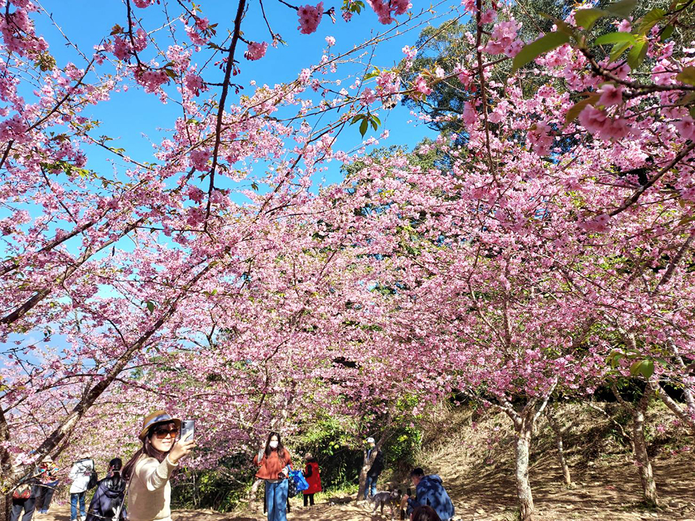 二月微涼的天氣，正是上山賞櫻的好時節。（圖片提供/桃源區公所）