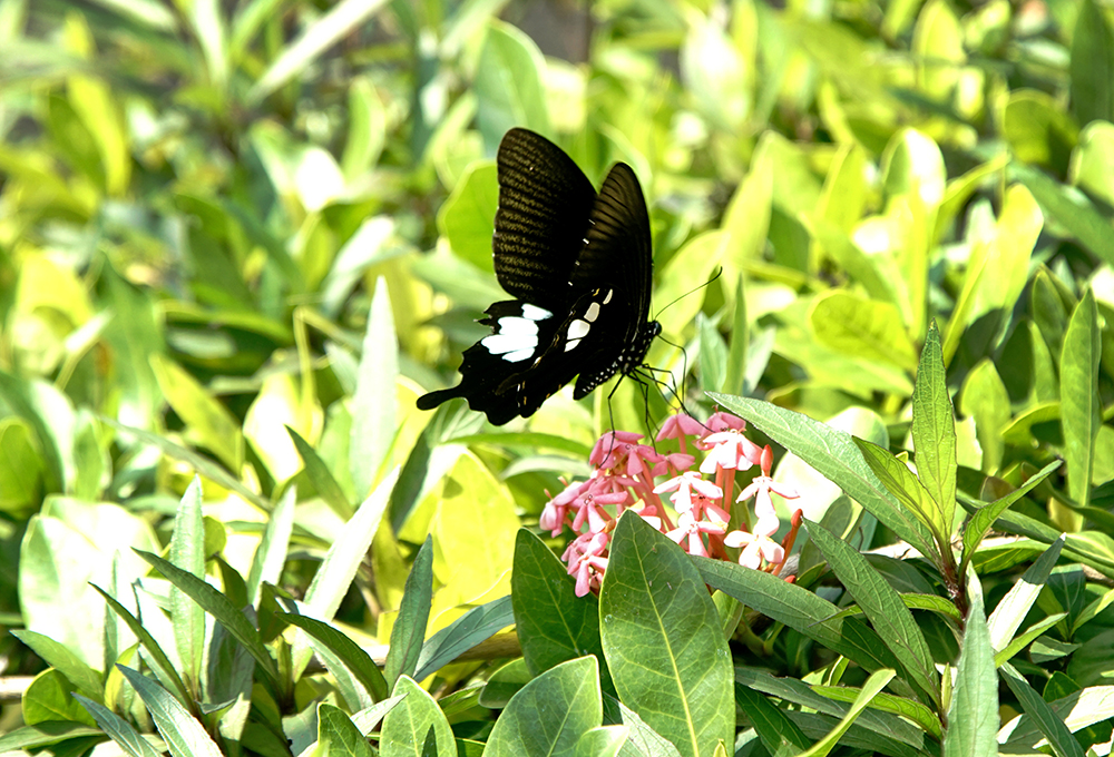 六龜蝴蝶種類繁多，因而有彩蝶谷美名。(攝影／曾信耀)