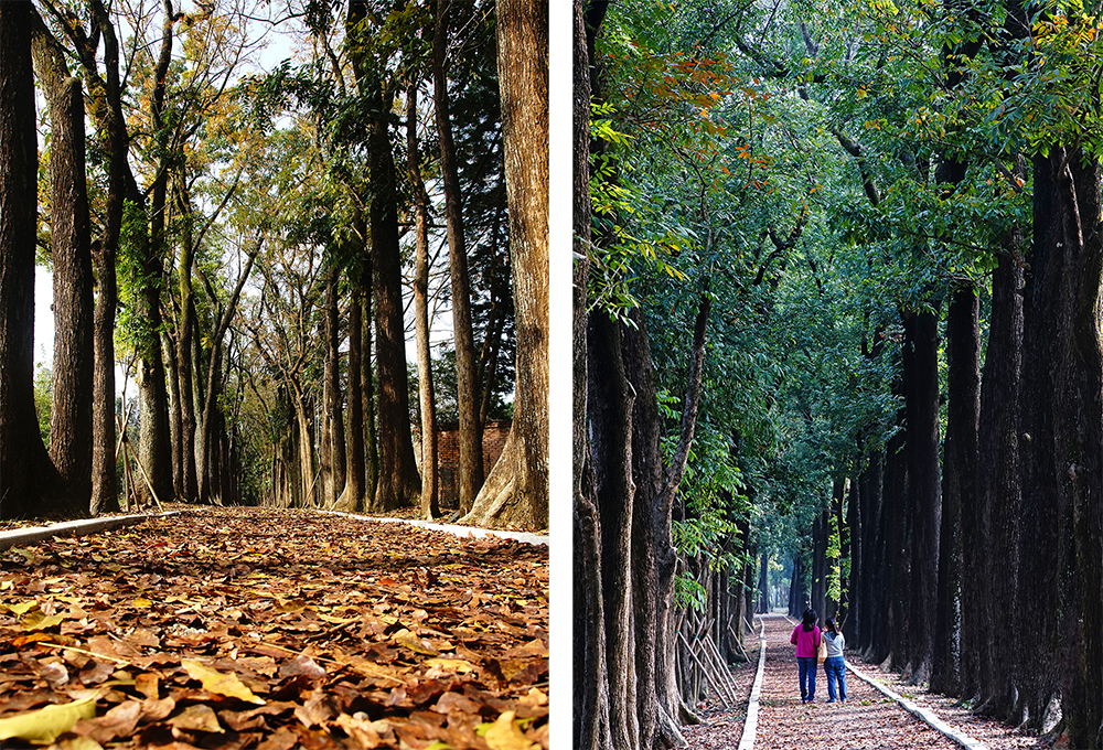 (左) 桃花心木林最美麗的時節就在四五月落葉期，充滿異國風情。(右) 長達約2公里的桃花心木大道，是著名的美拍勝地。(攝影／曾信耀)