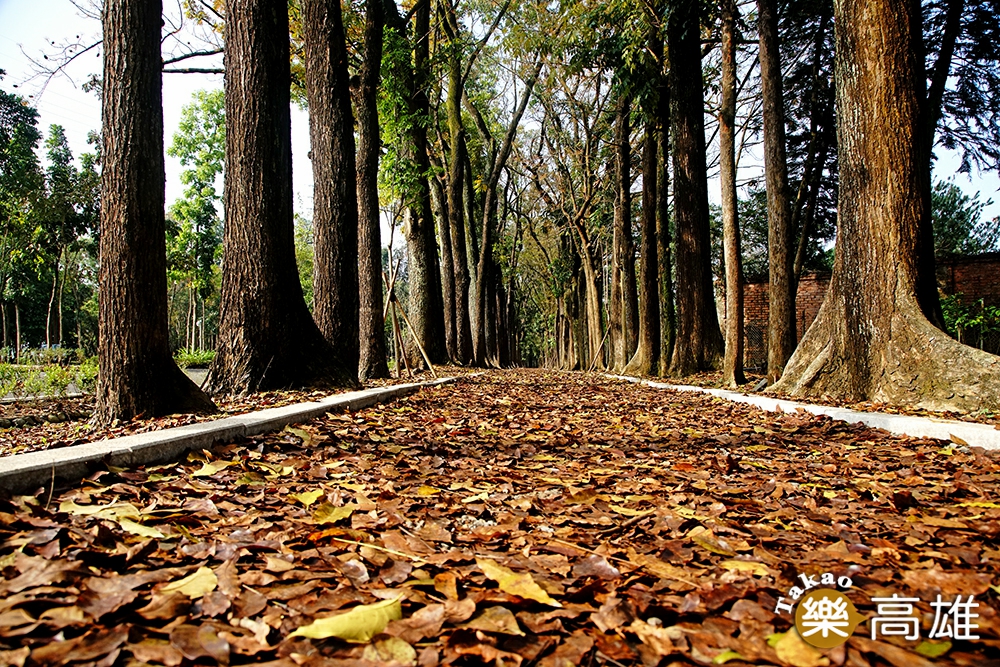 新威森林的桃花心木大道，每逢秋冬葉片轉為黃色與橙色鋪滿地面，浪漫景色吸引遊客絡繹不絕。(圖片提供/MOOK)