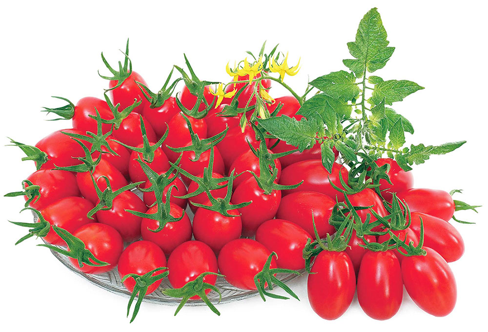 常見的玉女番茄就是來自農友的育種。(圖片提供/農友種苗(股)公司)