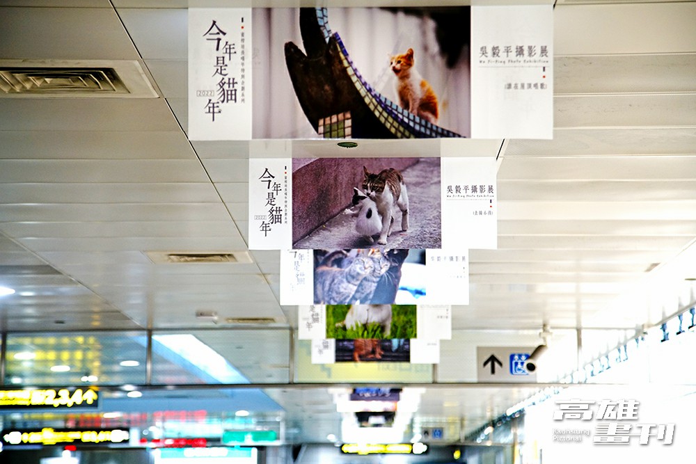 吳毅平拍貓25年，以鏡頭捕捉臺灣、日本歐洲等地的街貓日常。長期觀察和蹲點，讓他拍到許多愛貓者沒有關注到的角度。(攝影/曾信耀)