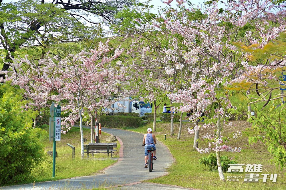 阿公店自行車道每逢春季，花旗木炸開粉紅大道，總是吸引無數遊客驅車前往朝聖。(攝影/Carter)