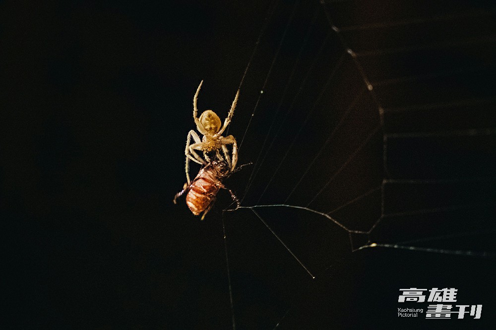 一隻金龜子誤闖野姬鬼蛛織好的網，鬼蛛正試圖吐出更多蜘蛛絲纏繞金龜子。(攝影/張晉瑞)