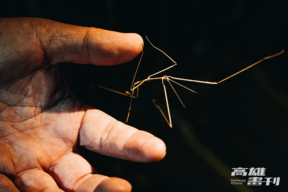 竹節蟲像手腳修長的芭蕾舞者，腳上有倒鉤，能輕易攀附在各種表面。(攝影/張晉瑞)