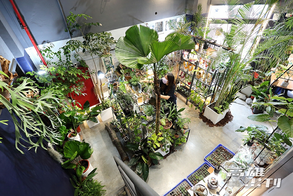 進駐品牌「森•聚場」是以鹿角蕨與療癒植物為主題的販售店舖，致力於結合植物與生活，讓人人都能夠輕鬆成為綠手指。(攝影/Carter)