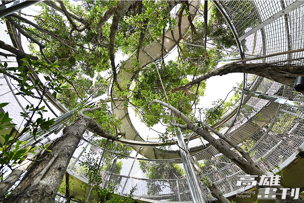 大樹宇宙為沿著榕樹自然生長構成的美學與生態系統，展開城市中探索自然的慢板生活。(攝影/Carter)