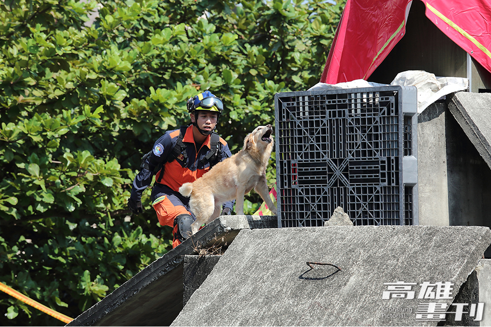 全國災害搜救犬IRO國家評量檢測中，Roger聞到待救者氣味正在吠叫告知領犬員。(攝影/Carter)
