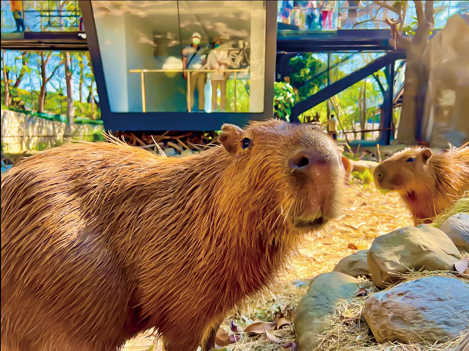 壽山動物園大翻新，軟硬體設備升級，打造對動物更友善的生活空間。(上圖：攝影/Carter；下圖：圖片提供/高雄市壽山動物園)