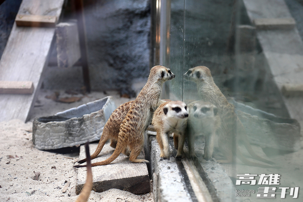 好奇心強的狐獴家族隔著玻璃張望，動物與參觀者經過巧妙設計，打破觀看與被觀看者的關係。(攝影/Carter)