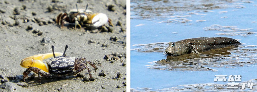 歷經十年復育的白砂崙濕地，如今成為招潮蟹、彈塗魚的濕地遊樂園。(左：圖片提供/高雄市茄萣舢筏協會；右：攝影/Carter)